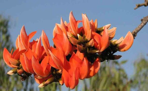 Bengali poems about Palash and Mango