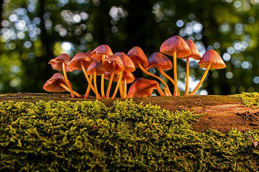 Toadstool— Apurba Kumar Saikia