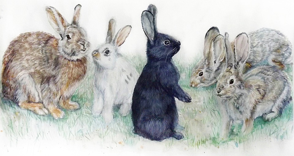 Rabbit Farming— A Malayalam Poem by R Sangeetha