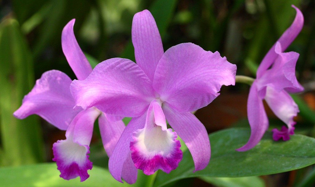 Catleya flowers