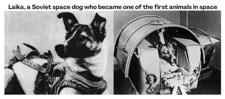 Laika, a Soviet space dog who became one of the first animals in space