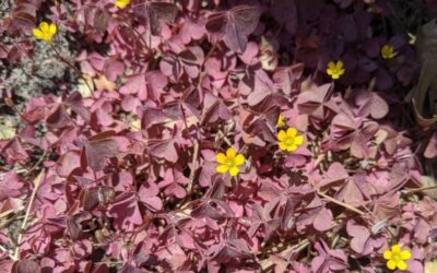 Creeping Oxalis in April— Yi Jung Chen