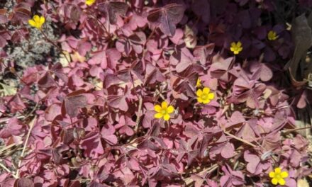 Creeping Oxalis in April— Yi Jung Chen