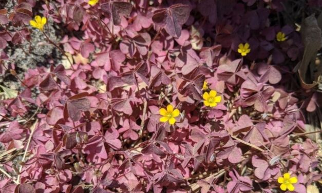 Creeping Oxalis in April— Yi Jung Chen