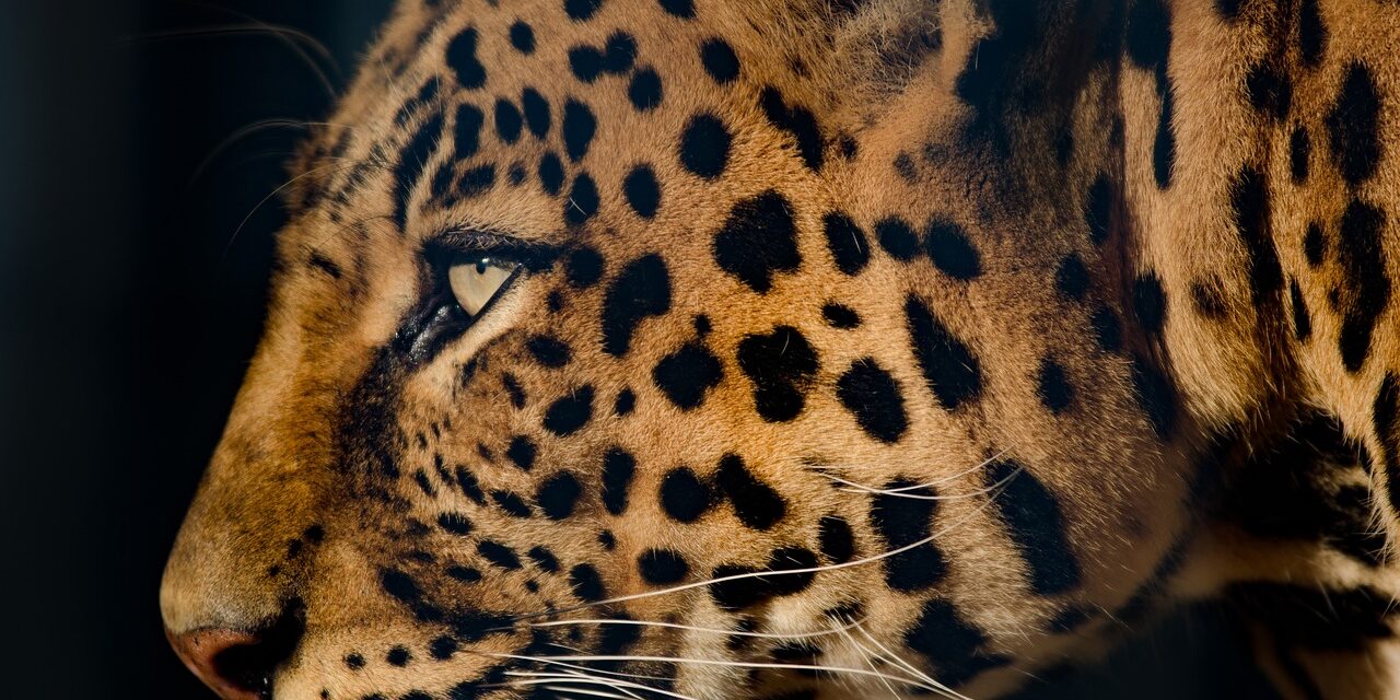 A Hindi fiction about leopard vs dogs by Indira Dangi