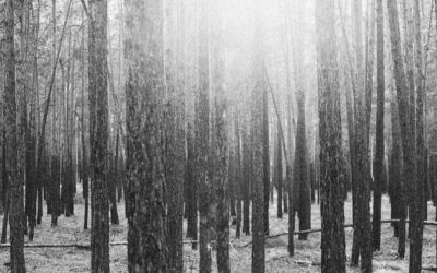 The Sal Tree Or An Occult Narrative— Satadal Mitra