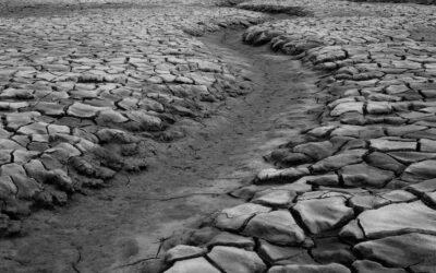 The Crier— Swapnamoy Chakraborty