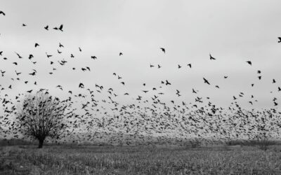 Transnational Literature, Postcolonial Literature, and G2 (Second Generations Network) in Contemporary Italy— Maria Grazia Negro