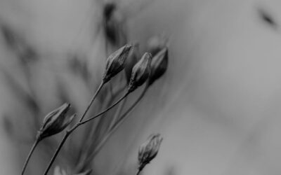 From ‘Scalene Seasons’— Edoardo Olmi