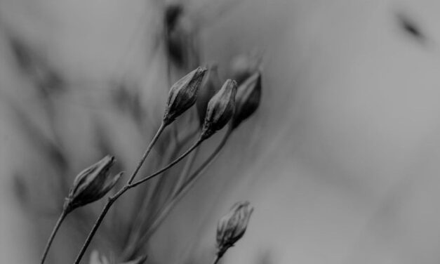 From ‘Scalene Seasons’— Edoardo Olmi