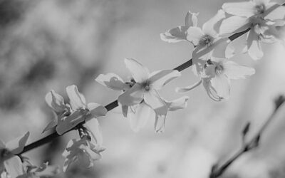 In Search Of Kusum Manjari— Ahana Biswas