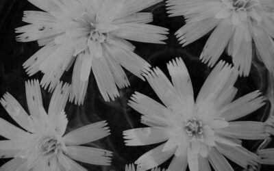 The Zoo Story— M. Rajeev Kumar