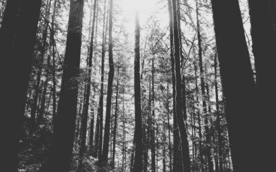 The Dark Forest— Soham Guha