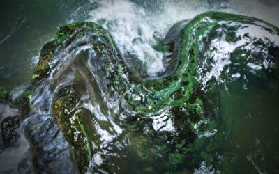 Extracts from The Bleeding— Bios Diallo
