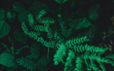 The Departed Wishes— Chandra Kishore Jayaswal