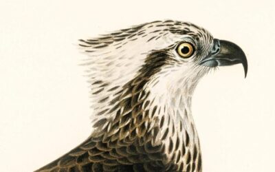 Memories of Wrongdoings and a Burden of Regrets— Reading Hoskote’s Hunchprose (2021)